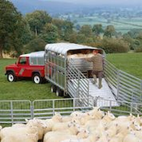 Ifor Williams Trailers image